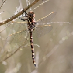 Adversaeschna brevistyla (Blue-spotted Hawker) at Triplarina Nature Reserve - 17 Nov 2016 by Charles Dove