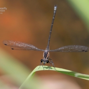 Austroargiolestes icteromelas icteromelas at Triplarina Nature Reserve - 18 Nov 2016 12:00 AM