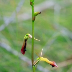 Cryptostylis subulata (Cow Orchid) at Ulladulla Reserves Bushcare - 22 Nov 2016 by CharlesDove