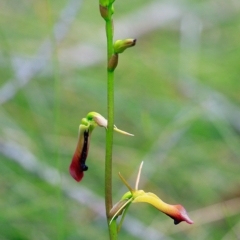 Cryptostylis subulata (Cow Orchid) at Ulladulla Reserves Bushcare - 22 Nov 2016 by Charles Dove