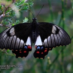 Papilio aegeus (Orchard Swallowtail, Large Citrus Butterfly) at Ulladulla Reserves Bushcare - 20 Nov 2016 by CharlesDove