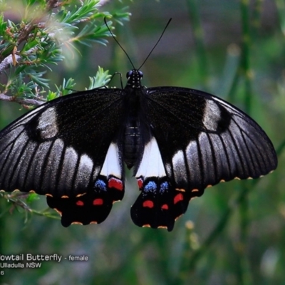 Papilio aegeus (Orchard Swallowtail, Large Citrus Butterfly) at Ulladulla Reserves Bushcare - 19 Nov 2016 by Charles Dove