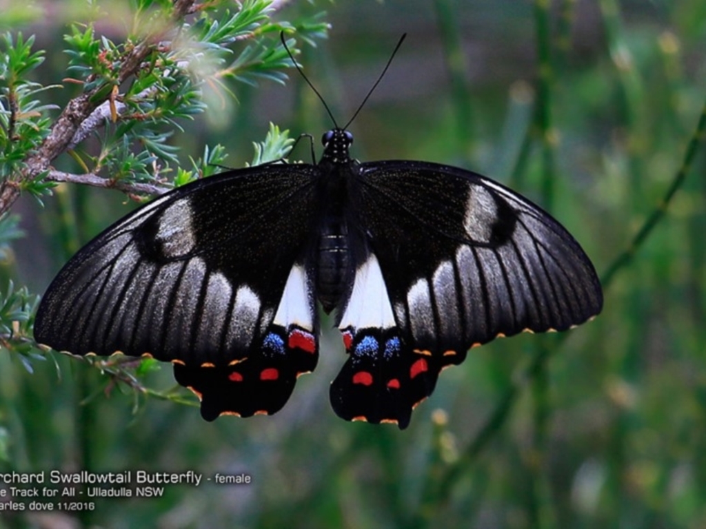 Papilio aegeus at Ulladulla Reserves Bushcare - 20 Nov 2016