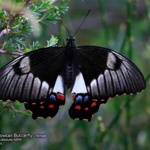 Papilio aegeus at Ulladulla Reserves Bushcare - 20 Nov 2016