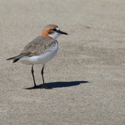 Anarhynchus ruficapillus (Red-capped Plover) at Undefined - 17 Nov 2016 by Charles Dove