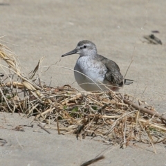 Calidris canutus (Red Knot) at Undefined - 17 Nov 2016 by Charles Dove