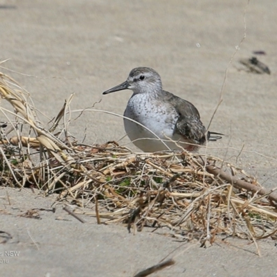 Calidris canutus (Red Knot) at Undefined - 18 Nov 2016 by CharlesDove