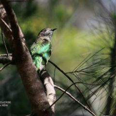 Chrysococcyx lucidus (Shining Bronze-Cuckoo) at Undefined - 15 Nov 2016 by Charles Dove