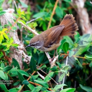 Sericornis frontalis at Ulladulla Reserves Bushcare - 23 Nov 2016