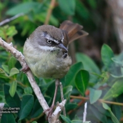 Sericornis frontalis at Ulladulla Reserves Bushcare - 23 Nov 2016 12:00 AM