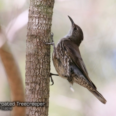 Cormobates leucophaea (White-throated Treecreeper) at Ulladulla Wildflower Reserve - 15 Nov 2016 by CharlesDove