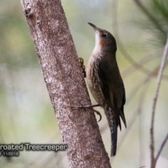 Cormobates leucophaea at Ulladulla Wildflower Reserve - 15 Nov 2016