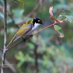 Melithreptus lunatus (White-naped Honeyeater) at Undefined - 15 Nov 2016 by CharlesDove