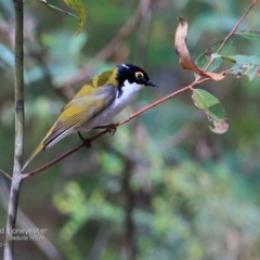 Melithreptus lunatus (White-naped Honeyeater) at Undefined - 14 Nov 2016 by Charles Dove