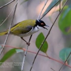 Melithreptus lunatus at undefined - 15 Nov 2016 12:00 AM