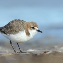 Anarhynchus ruficapillus (Red-capped Plover) at Wallagoot, NSW - 10 Jun 2018 by Leo