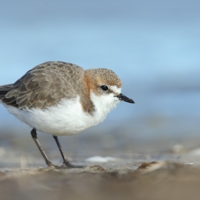Anarhynchus ruficapillus (Red-capped Plover) at Wallagoot, NSW - 10 Jun 2018 by Leo