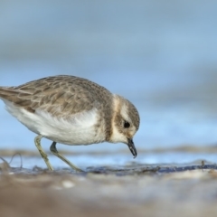 Anarhynchus bicinctus (Double-banded Plover) at Wallagoot, NSW - 10 Jun 2018 by Leo