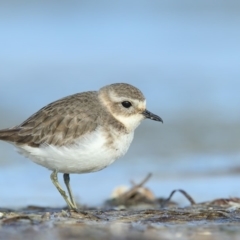 Anarhynchus bicinctus at Wallagoot, NSW - 10 Jun 2018 09:42 AM