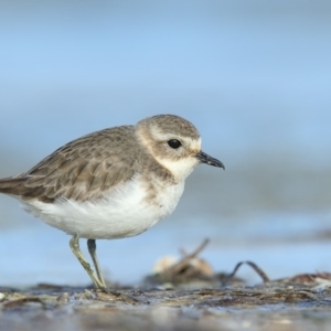 Anarhynchus bicinctus at Wallagoot, NSW - 10 Jun 2018