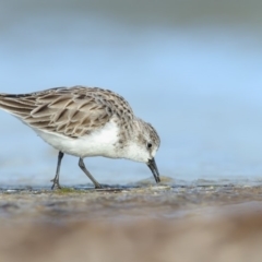 Calidris ruficollis (Red-necked Stint) at Wallagoot, NSW - 10 Jun 2018 by Leo