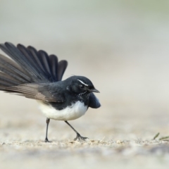 Rhipidura leucophrys (Willie Wagtail) at Bournda Environment Education Centre - 9 Jun 2018 by Leo