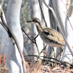 Burhinus grallarius (Bush Stone-curlew) at Mulligans Flat - 10 Jun 2018 by KumikoCallaway