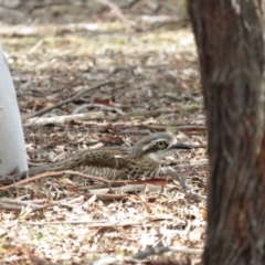 Burhinus grallarius at Forde, ACT - 10 Jun 2018 02:14 PM