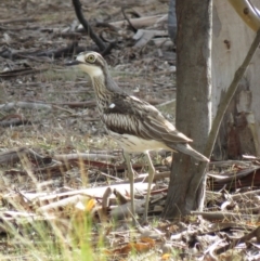 Burhinus grallarius at Forde, ACT - 10 Jun 2018