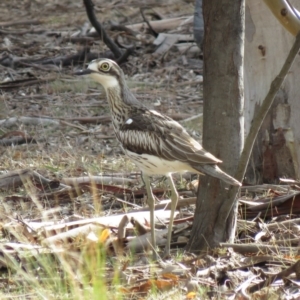 Burhinus grallarius at Forde, ACT - 10 Jun 2018