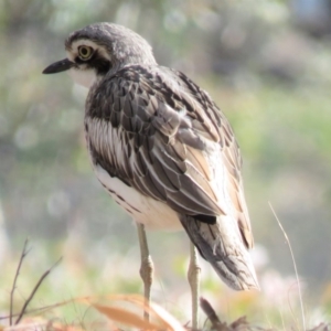 Burhinus grallarius at Forde, ACT - 10 Jun 2018