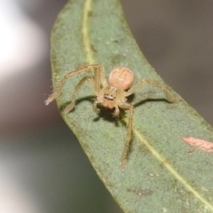 Sparassidae (family) (A Huntsman Spider) at Fadden, ACT - 7 Feb 2018 by YumiCallaway