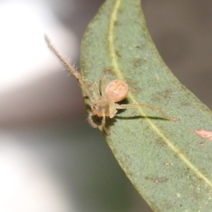 Sparassidae (family) at Fadden, ACT - 7 Feb 2018 10:18 AM