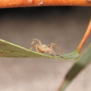 Sparassidae (family) at Fadden, ACT - 7 Feb 2018 10:18 AM