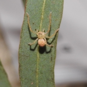 Sparassidae (family) at Fadden, ACT - 7 Feb 2018 10:18 AM