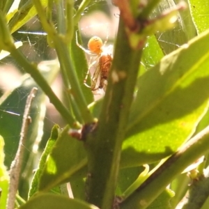 Theridiidae (family) at Fadden, ACT - 8 Feb 2018