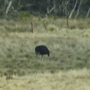 Struthio camelus at Steeple Flat, NSW - 25 Apr 2018 01:38 PM