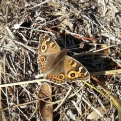 Junonia villida (Meadow Argus) at Kambah, ACT - 10 Jun 2018 by MatthewFrawley