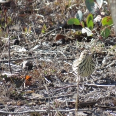 Pyrrholaemus sagittatus (Speckled Warbler) at Gungahlin, ACT - 10 Jun 2018 by KumikoCallaway