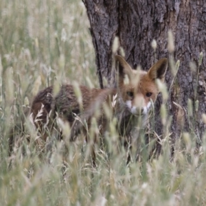 Vulpes vulpes at Michelago, NSW - 6 Dec 2015 01:57 PM