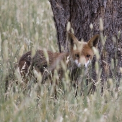 Vulpes vulpes (Red Fox) at Illilanga & Baroona - 6 Dec 2015 by Illilanga