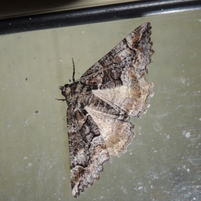 Gastrina cristaria (Wave-lined Geometrid) at Conder, ACT - 13 Dec 2017 by michaelb