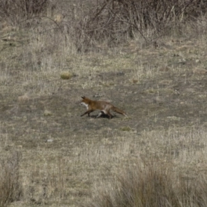 Vulpes vulpes at Michelago, NSW - 27 Aug 2017