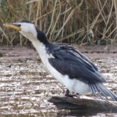 Microcarbo melanoleucos (Little Pied Cormorant) at Campbell, ACT - 28 May 2018 by MichaelBedingfield