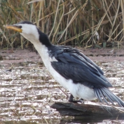 Microcarbo melanoleucos (Little Pied Cormorant) at Campbell, ACT - 28 May 2018 by MichaelBedingfield