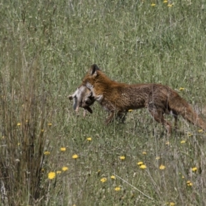 Vulpes vulpes at Michelago, NSW - 20 Nov 2017 09:04 AM