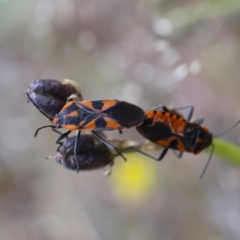 Spilostethus pacificus (Milkweed bug) at Michelago, NSW - 26 Oct 2017 by Illilanga