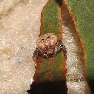 Cymbacha ocellata (Crab spider) at Fadden, ACT - 7 Feb 2018 by YumiCallaway