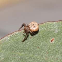 Cymbacha ocellata at Fadden, ACT - 7 Feb 2018