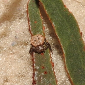 Cymbacha ocellata at Fadden, ACT - 7 Feb 2018 10:28 AM